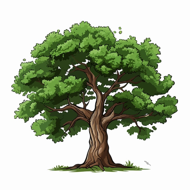 Oak tree flat vector illustration Oak tree cartoon hand drawing isolated vector illustration