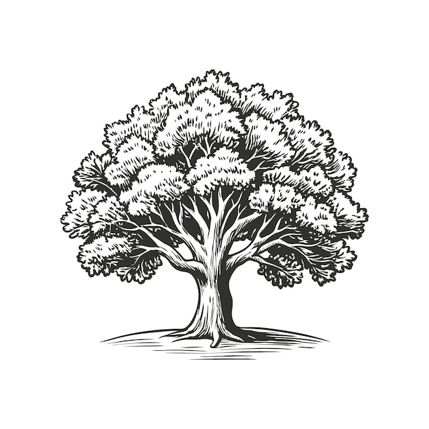 Vector oak tree vector drawing illustration