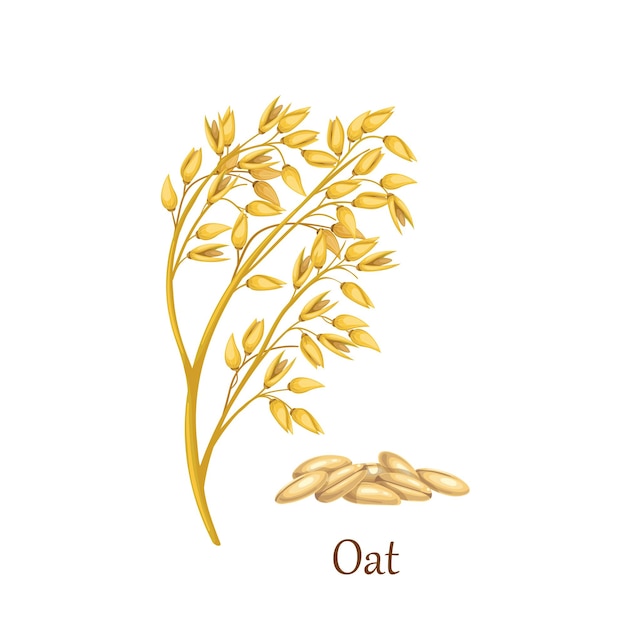 Oat grass cereal crops, agricultural plant