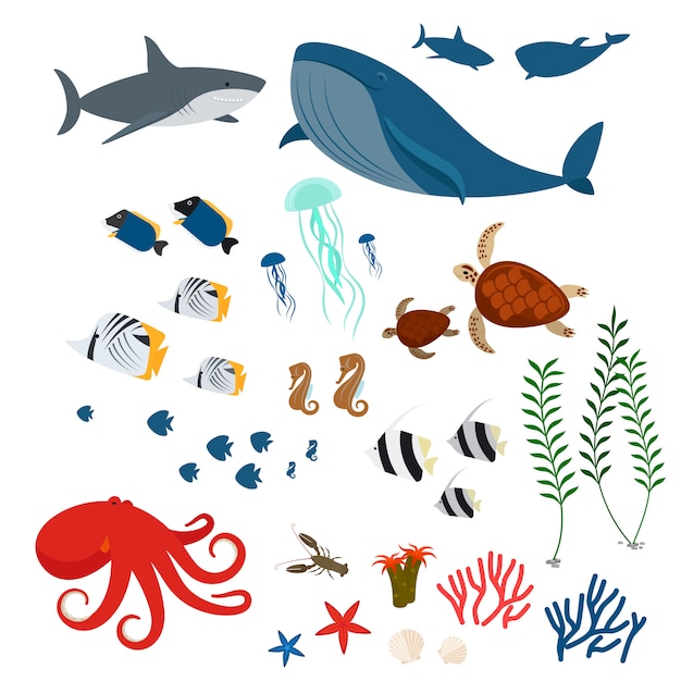 Ocean animals and fishes