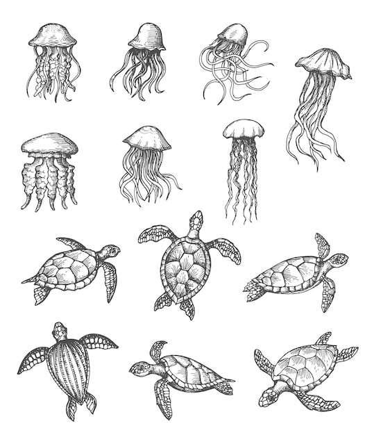 Ocean jellyfish sea turtle marine animals sketch