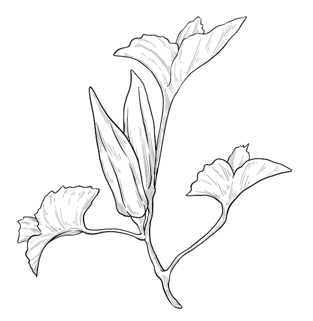 Ocra plant Illustration