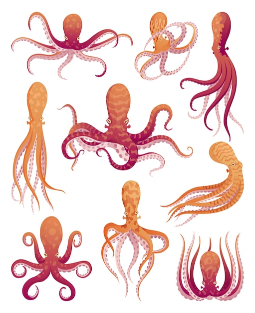 Octopus cartoon flat characters set Aquatic fauna icons Animals illustration for zoo ad nature concept Cute color octopuses sea animals with tentacles