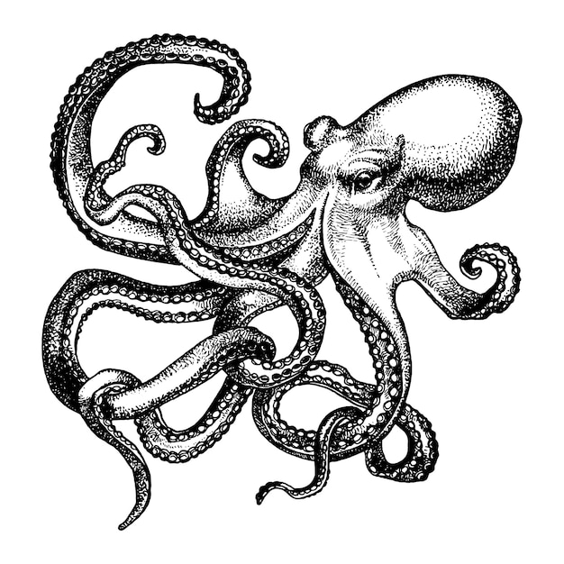 Octopus ink sketch Isolated on white background Hand drawn vector illustration