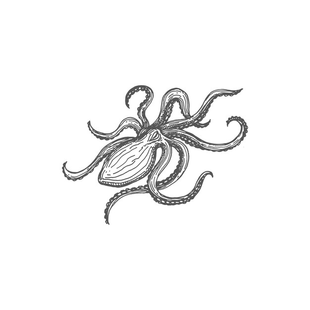 Octopus isolated eightlimb mollusc softbodied