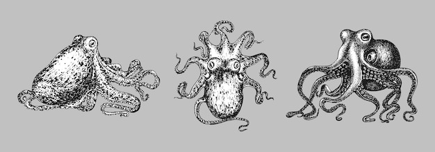 Octopus vintage sketches Mollusk set in vector