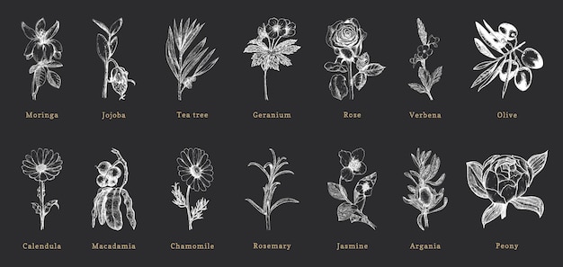 Officinalis plants sketches in vector drawn set