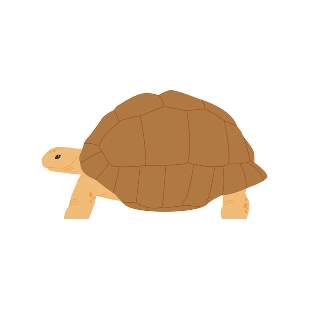 Old land tortoise reptile illustration simple hand drawn style illustration