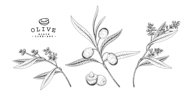 Olive Botanical drawings.