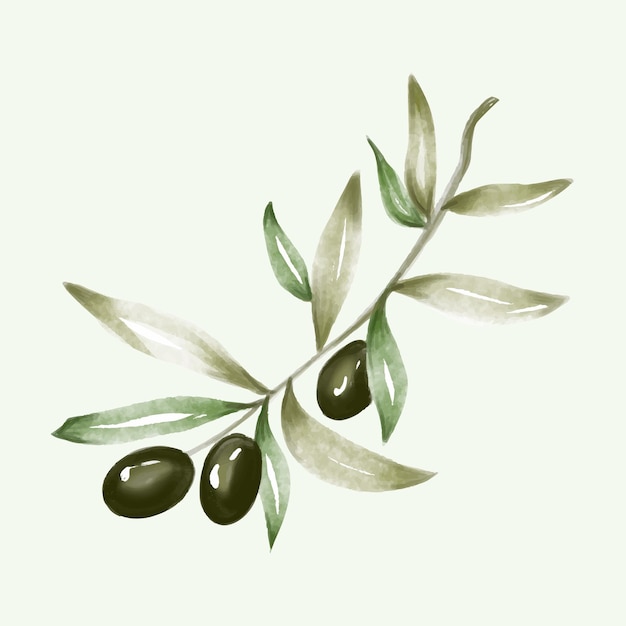 Olive branch hand drawn isolated on background