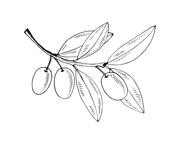 Olive branch isolated on white in hand drawn style Vector contour illustration