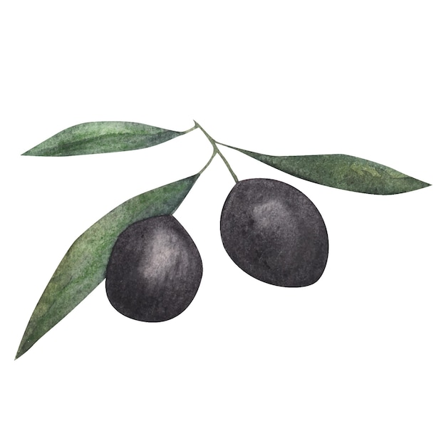 Olive branch watercolor illustration