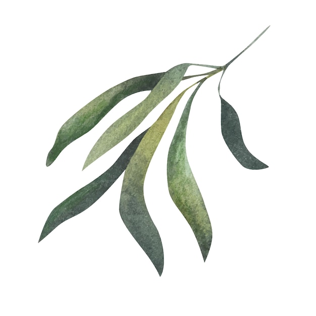 Olive branch watercolor illustration