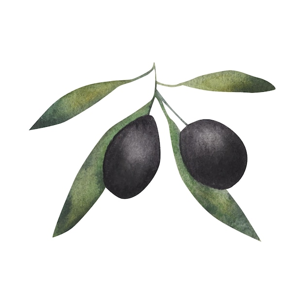 Olive branch watercolor illustration