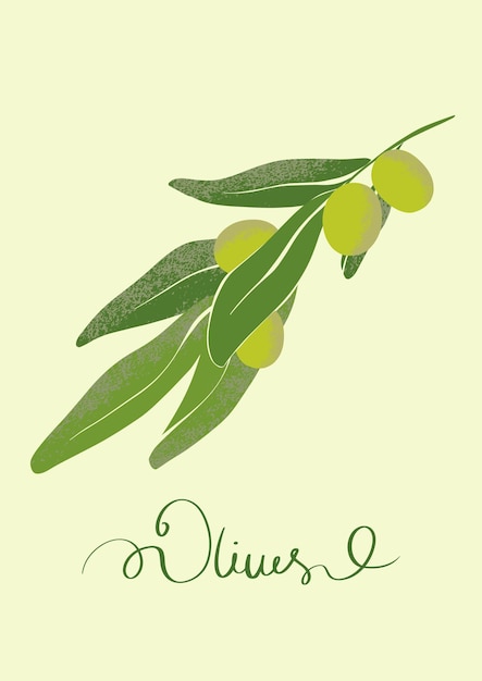 Olive branch with ripe olives Illustration of local farming Botanical drawing in modern style