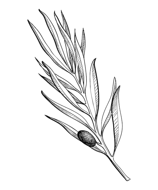 Olive branche handdrawn engraving vector illustration isolated on white Leaves and black fruits in sketch style