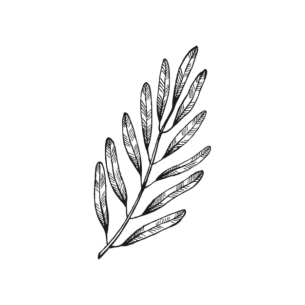 Olive branches Olive fruits bunch and olive branches with leaves Hand drawn illustration converted to vector