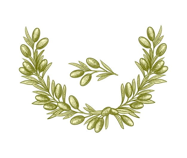 Olive branches Vector illustrations of branches with fruits and leaves for creating logos patterns