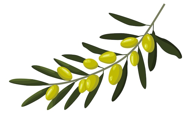 Olive brunch in hand drawn style Design element for poster, card, banner. Vector illustration