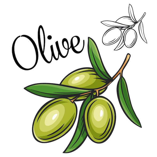 Olive drawing icon