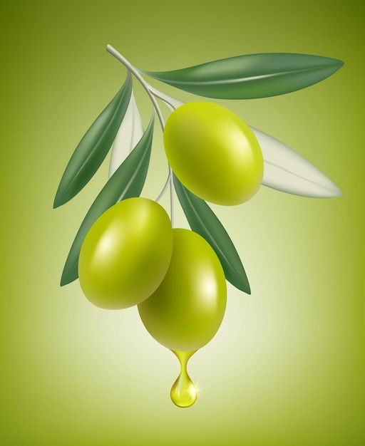 Olive drop. Natural branch with splashes of transparent oil  closeup drop  realistic greek olive food.