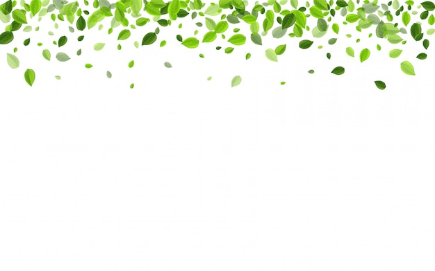 Olive Foliage Forest Vector Illustration.