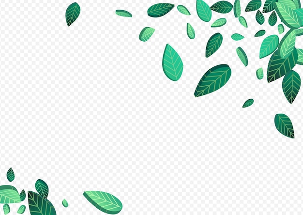 Olive Foliage Transparent Vector Transparent Background Wallpaper. Herbal Leaves Design. Lime Greens Tea Pattern. Leaf Swirl Concept.