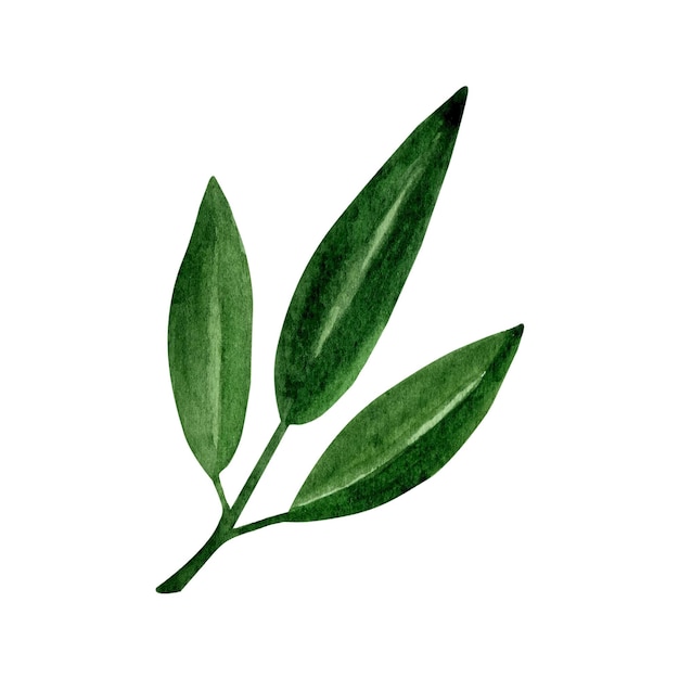 Olive leaves branch Watercolor clipart