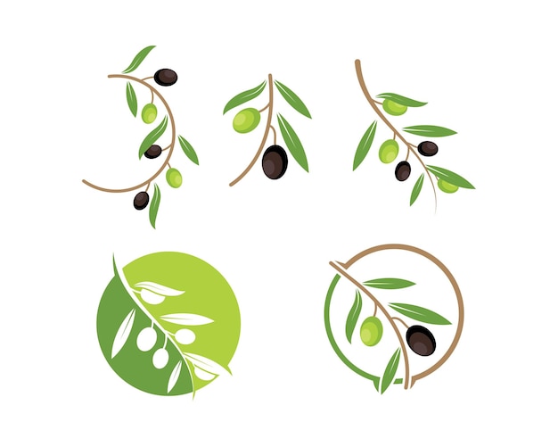 Olive logo icon vector illustration