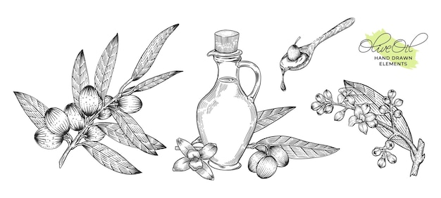 Olive oil hand drawn illustration bundle