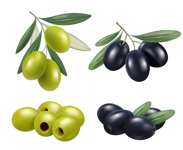 Olive realistic. Greek nature food olive branches relax spa oil  symbols.