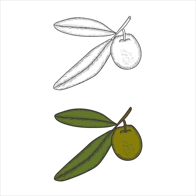 Olive sketch element collection for coloring books page