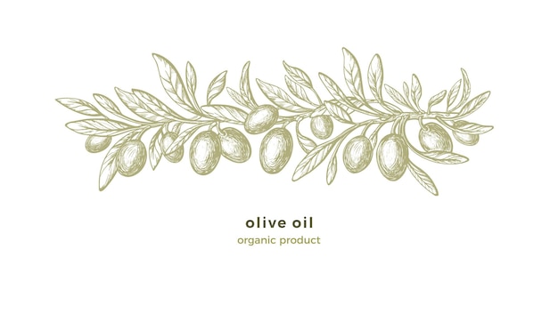 Olive sketch pattern. Hand drawn decorations with texture branches, green fruit, vintage leaf