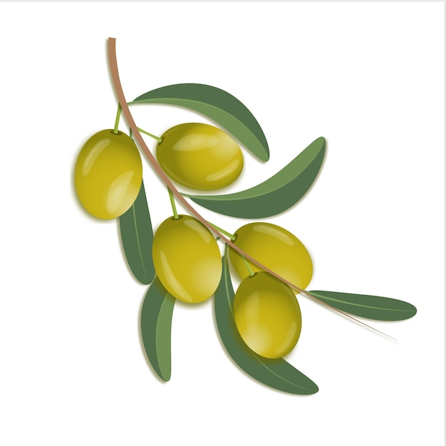 olives on a branch