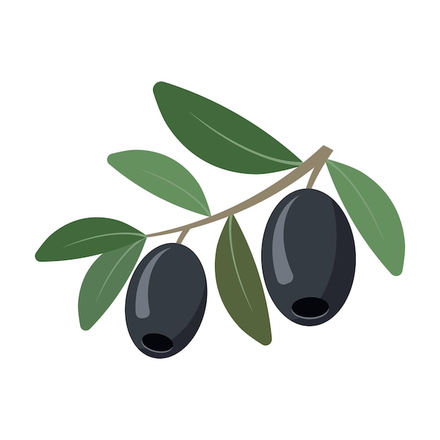 Olives isolated on white background Vector illustration