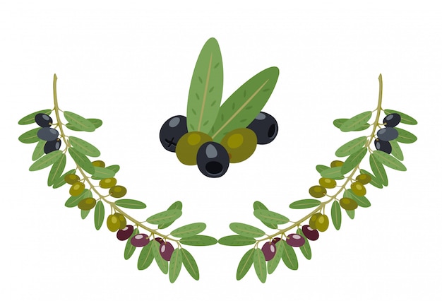 Olives and olive branches collection. Greek olives branch, summer oil food tree twigs and leaves illustration