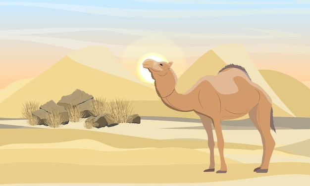 One-humped camel in the desert with dunes, stones and dry grass. Wildlife of Africa