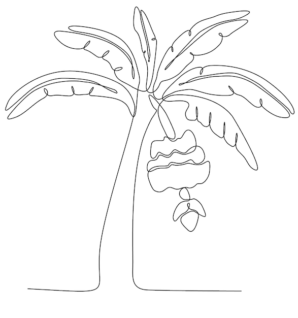 One line drawing of a lush and succulent banana tree. Banana ornamental plants for plantation