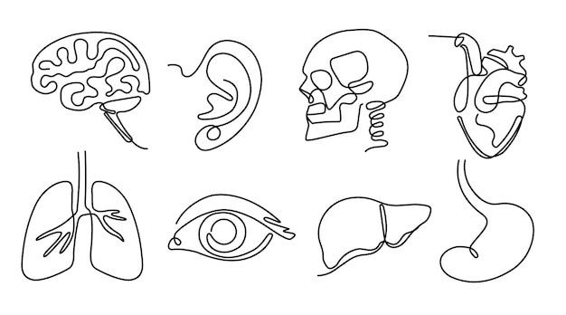 One line human organs Minimal skull brain and heart Vision eye hearing organ ear and lungs Liver and stomach hand drawn vector Illustration set