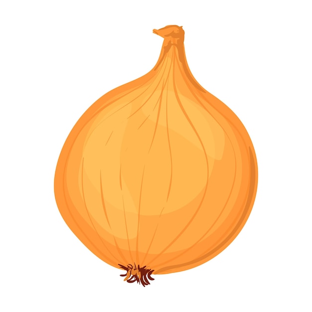 Onion Colorful Illustration