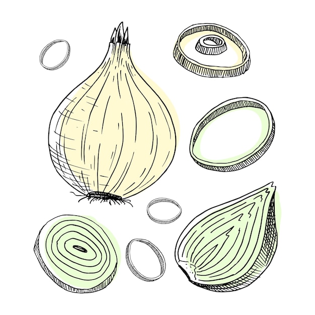 Onion cut into halves and rings handdrawn vector illustration in sketch style isolated on white