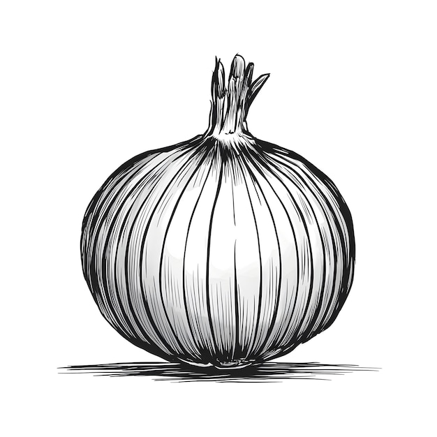 Onion engraved style ink sketch drawing black and white vector illustration