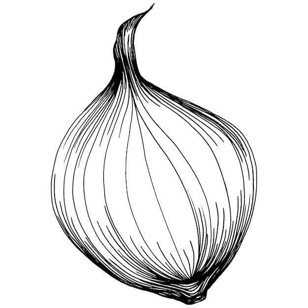 Onion, engraving vintage illustration