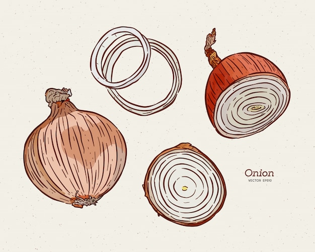 Onion, hand draw sketch.