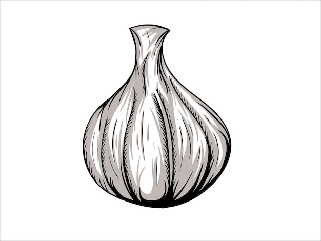 Onion illustration vector design