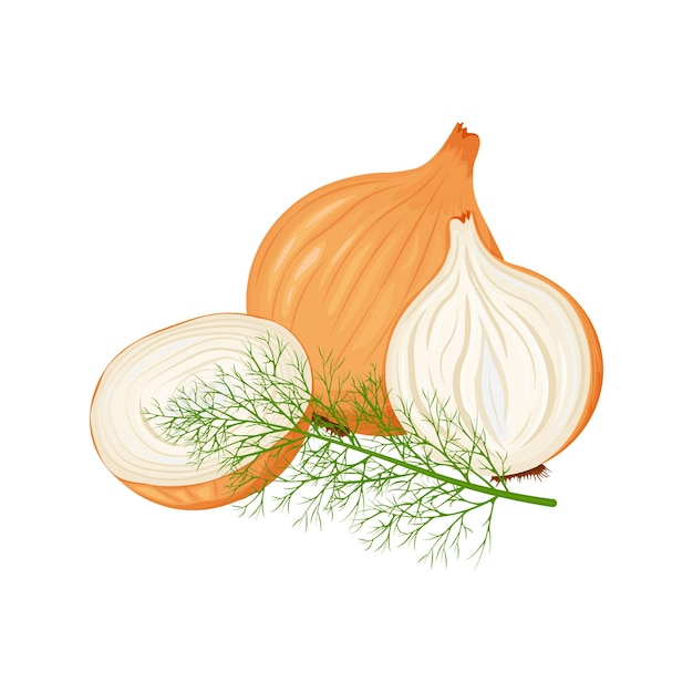 Onion An image of a head of onions whole and chopped and a sprig of dill Vector illustration isolated on a white background