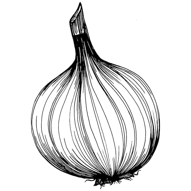 Onion Isolated hand drawn illustration. Vegetable engraved style. Sketch vegetarian food drawing. Farm market product. The best for design logo, menu, label, icon, stamp.