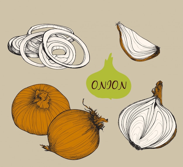 Onion. Set f illustrations