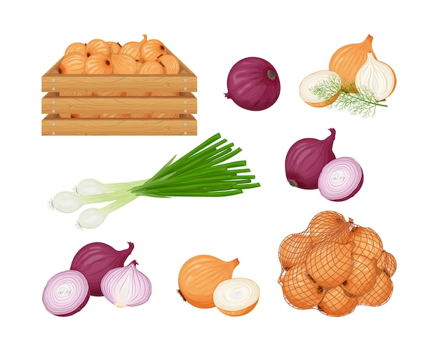 Onion A set with the image of different types of onions Onions green onions and onions in a wooden box and a mesh bag Collection of vegetables Vector illustration