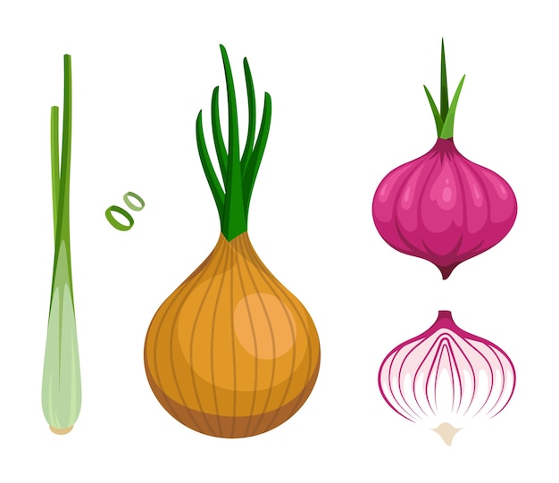 Onion Shallot Leek Vegetable Seasoning Vector